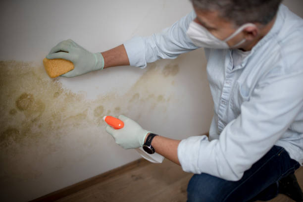 Best HVAC Mold Remediation in , ME