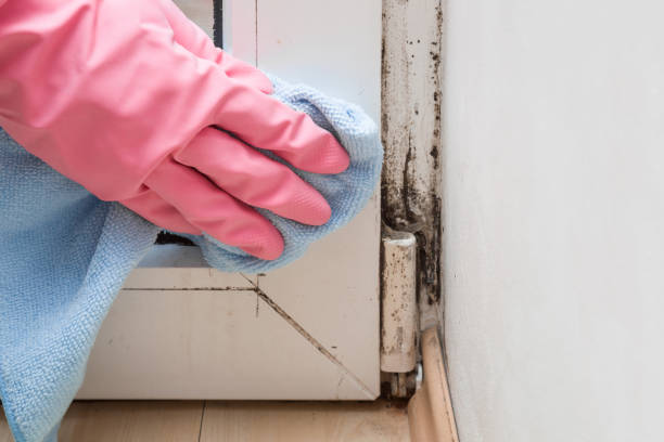 Best Attic Mold Remediation in , ME