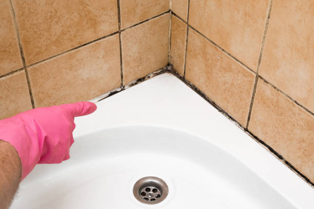Best Industrial Mold Remediation in , ME